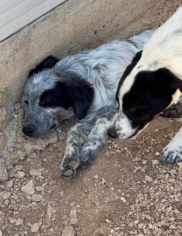 Pierino e fratelli 10mesi crescono in canile.PUGLIA Foto 4