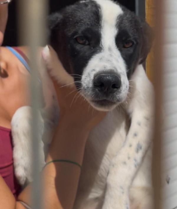 Pierino e fratelli 10mesi crescono in canile.PUGLIA Foto 6