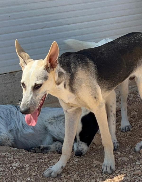 Pierino e fratelli 10mesi crescono in canile.PUGLIA Foto 7