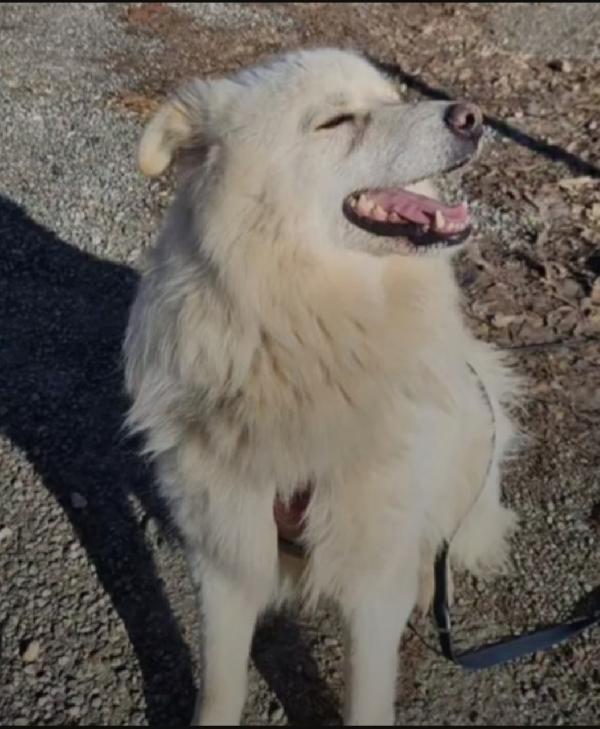 Barny 4anni e 1/2 ,2 natali a catena e 2 in canile. PROV.NOVARA Foto 3