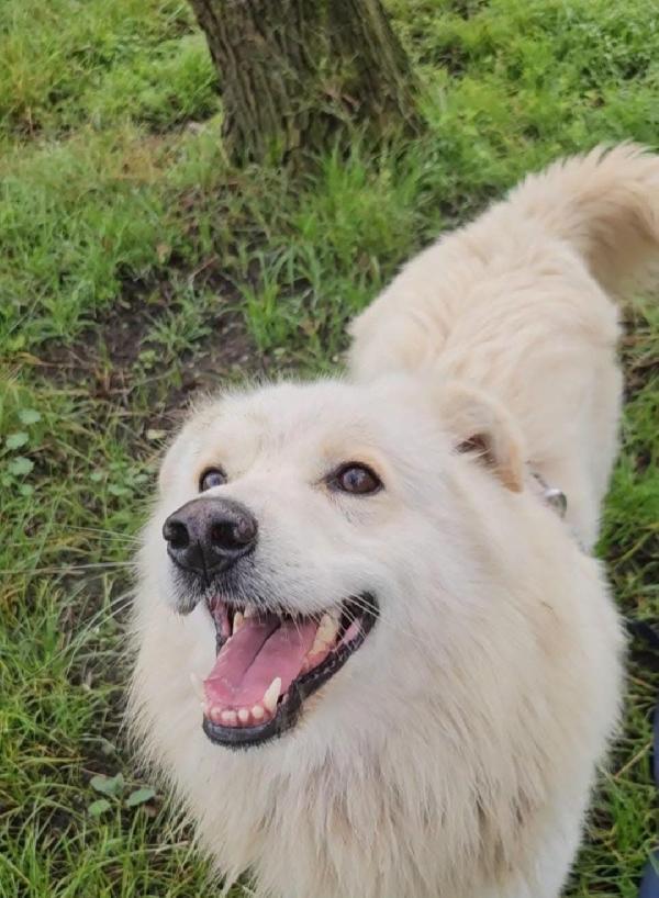 Barny 4anni e 1/2 ,2 natali a catena e 2 in canile. PROV.NOVARA Foto 4