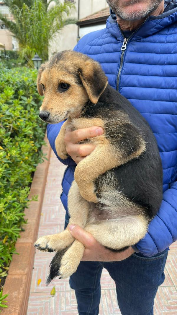 Pluto 🦮🍀 Foto 4