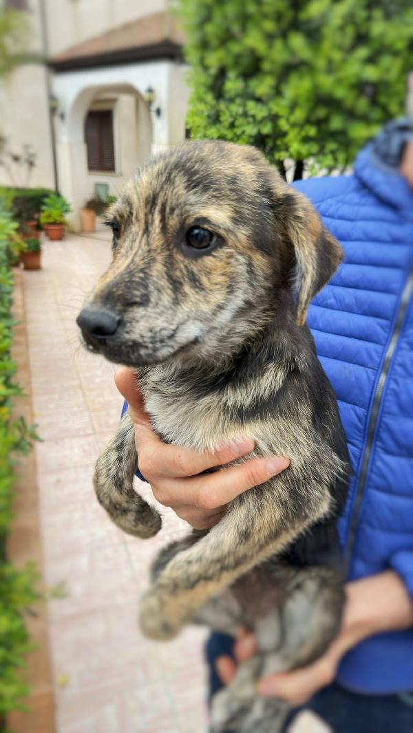 Pippo✨😘✨ Foto 3