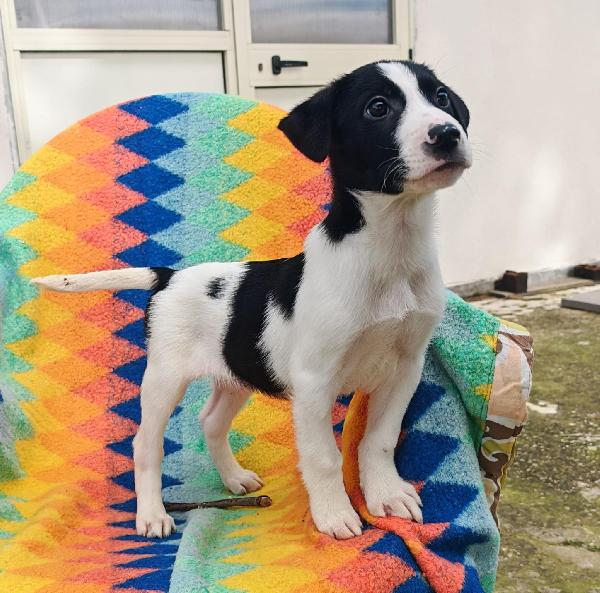 Sesamo🐾🏩🐾 Foto 3