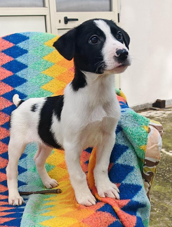 Sesamo🐾🏩🐾 Foto 4