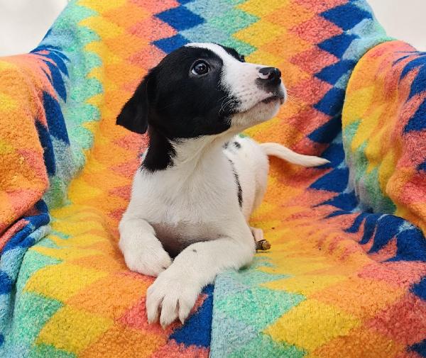 Sesamo🐾🏩🐾 Foto 6