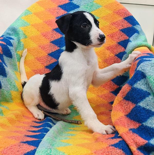 Sesamo🐾🏩🐾 Foto 7