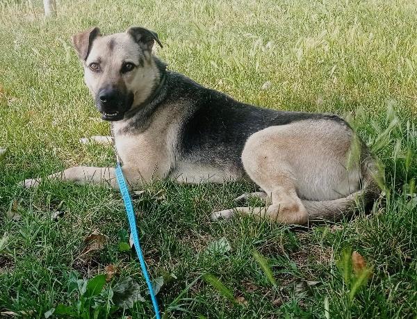 Tango simil pastorino quasi 7anni salvato anni fa.MILANO Foto 3