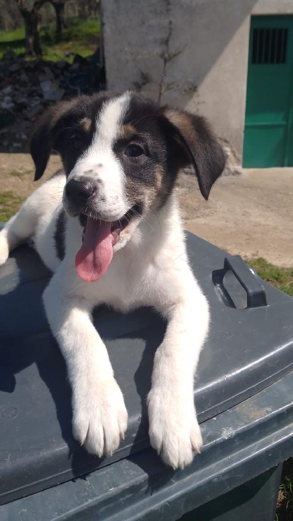 Anais Splendida Cucciola Simil Border Collie 