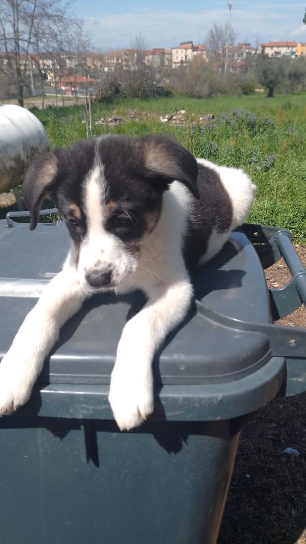 Anais splendida cucciola simil Border collie  Foto 2