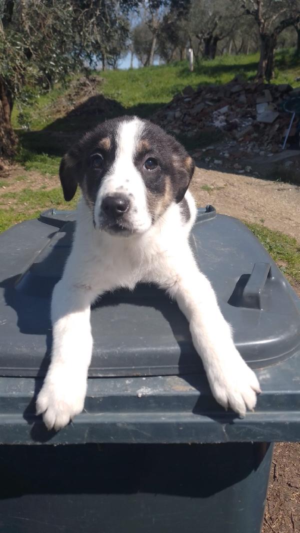 Anais splendida cucciola simil Border collie  Foto 3