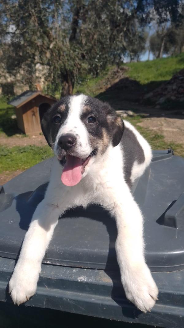 Anais splendida cucciola simil Border collie  Foto 4