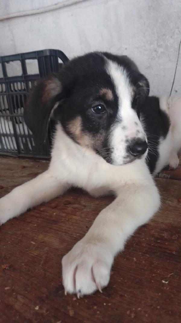 Anais splendida cucciola simil Border collie  Foto 5