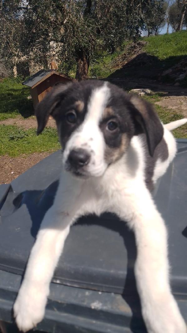 Anais splendida cucciola simil Border collie  Foto 6