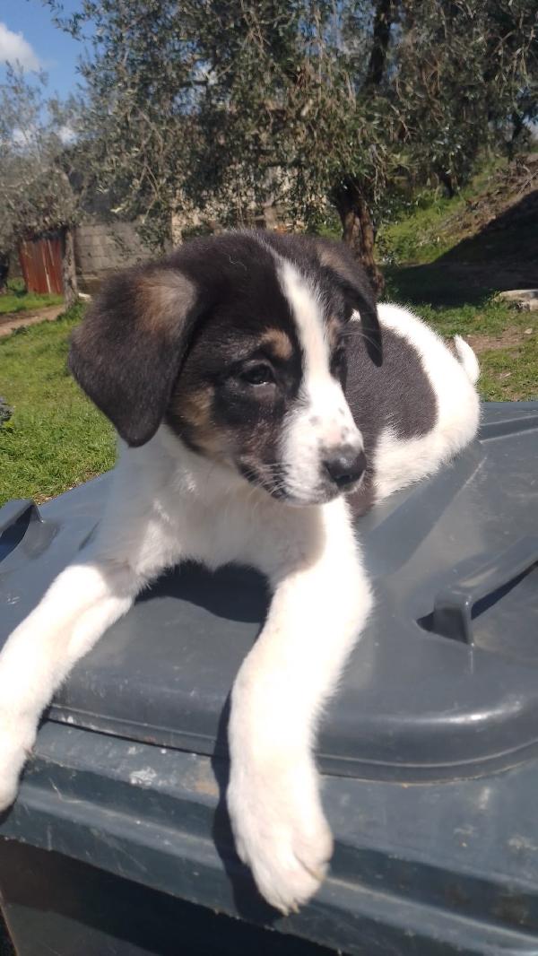 Anais splendida cucciola simil Border collie  Foto 7