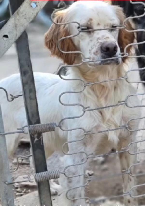 Casper Simil Setter 3/4Anni Salvato Pelle Ed Ossa