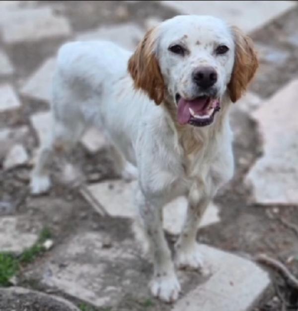 Casper simil Setter 3/4anni salvato pelle ed ossa Foto 2