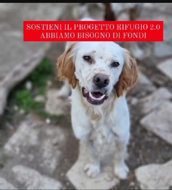 Casper simil Setter 3/4anni salvato pelle ed ossa Foto 3