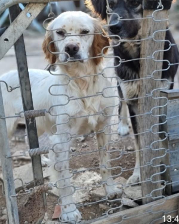 Casper simil Setter 3/4anni salvato pelle ed ossa Foto 5