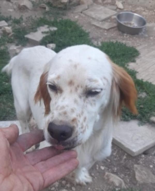Casper simil Setter 3/4anni salvato pelle ed ossa Foto 6