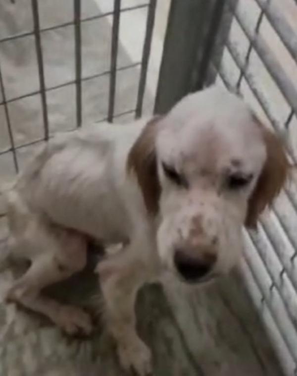 Casper simil Setter 3/4anni salvato pelle ed ossa Foto 8