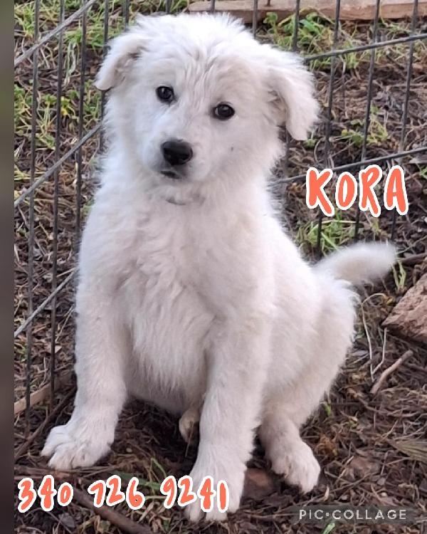 Kora, 2 Mesi E Mezzo 