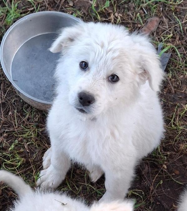 Kora, Cucciola 2 Mesi E 1/2 Incrocio Pastore