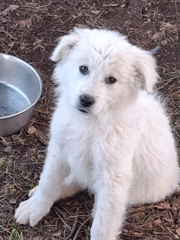 Kora, cucciola 2 mesi e 1/2 incrocio pastore Foto 3