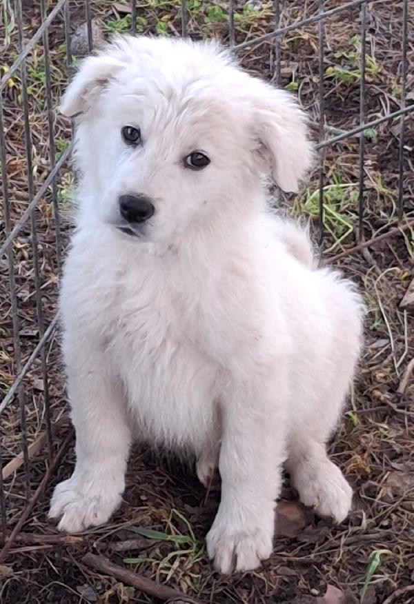 Kora, cucciola 2 mesi e 1/2 incrocio pastore Foto 4