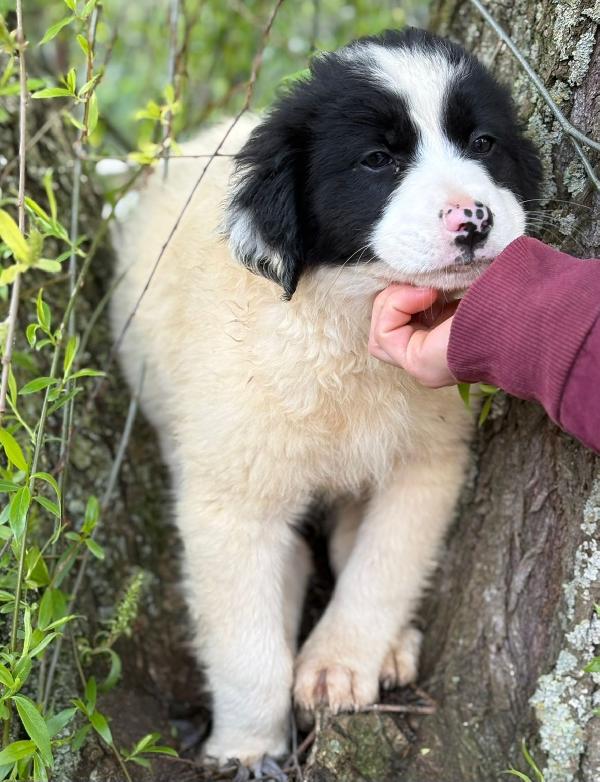 UNA MAMMA PER PIMPA Foto 2
