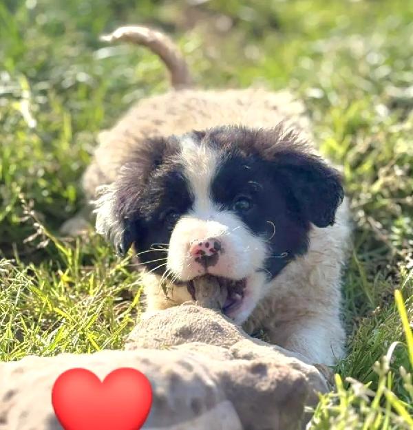 UNA MAMMA PER PIMPA Foto 3