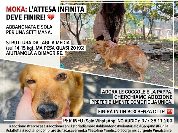 Moka cerca casa  Foto 3