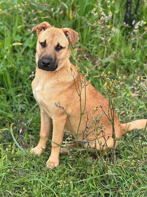 Ellen Splendida Cucciola Simil Malinois Cerca Casa 