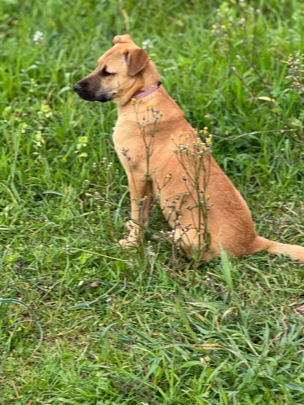 Ellen splendida cucciola simil Malinois cerca casa  Foto 2