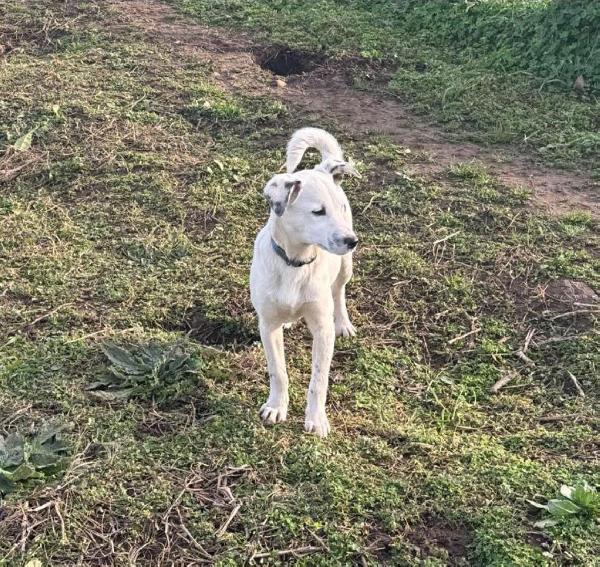 Oscar splendido cucciolo taglia medio piccola cerca casa  Foto 2