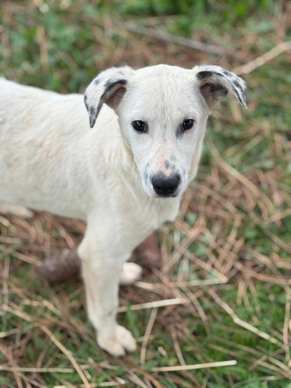 Oscar Splendido Cucciolo Taglia Medio Piccola Cerca Casa 