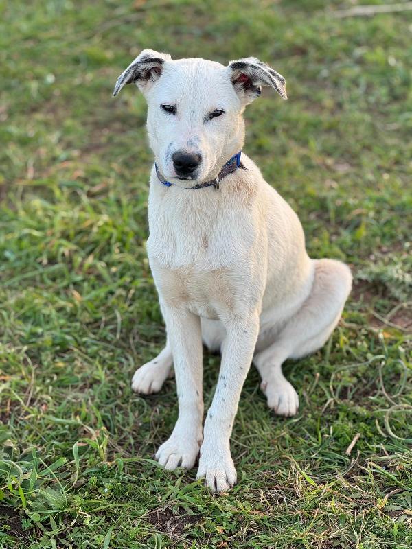 Oscar splendido cucciolo taglia medio piccola cerca casa  Foto 3