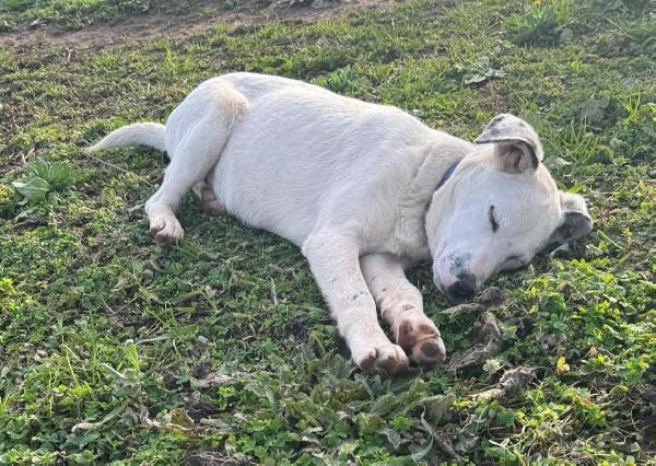 Oscar splendido cucciolo taglia medio piccola cerca casa  Foto 4