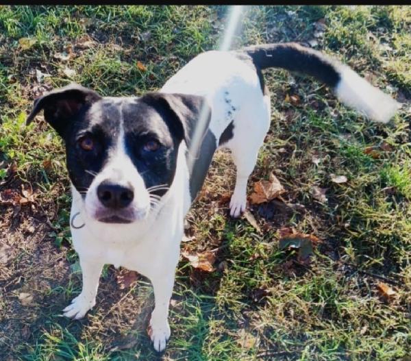 Polka 6anni salvata 4anni fa..nessuno l ha scelta. MILANO Foto 8