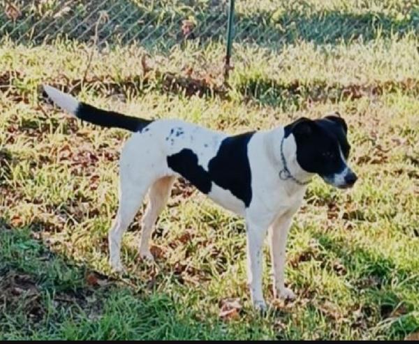 Polka 6anni salvata 4anni fa..nessuno l ha scelta. MILANO Foto 9