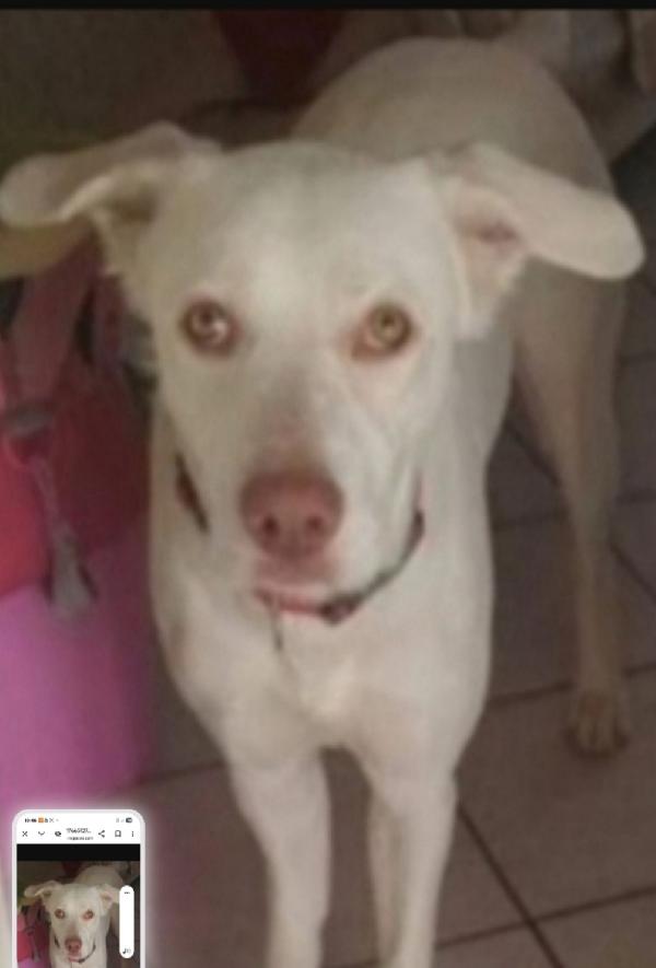 Akira 4/5Anni Occhi Ambra Napoli