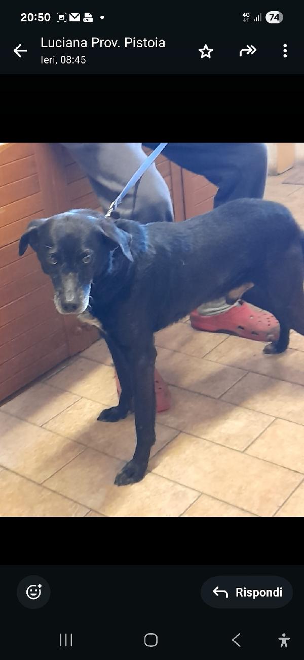 Mozart,Nero,6Anni,15Kg,Educato,Salvato! Piacenza