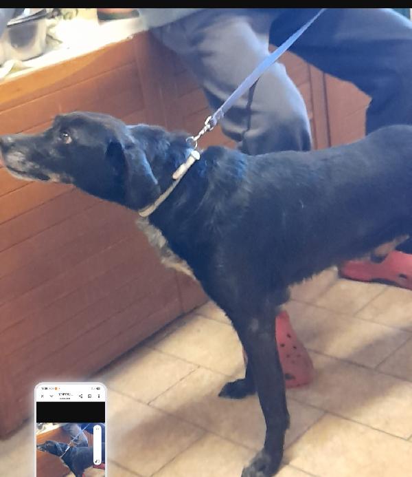 Mozart,nero,6anni,15kg,educato,salvato! PIACENZA Foto 2