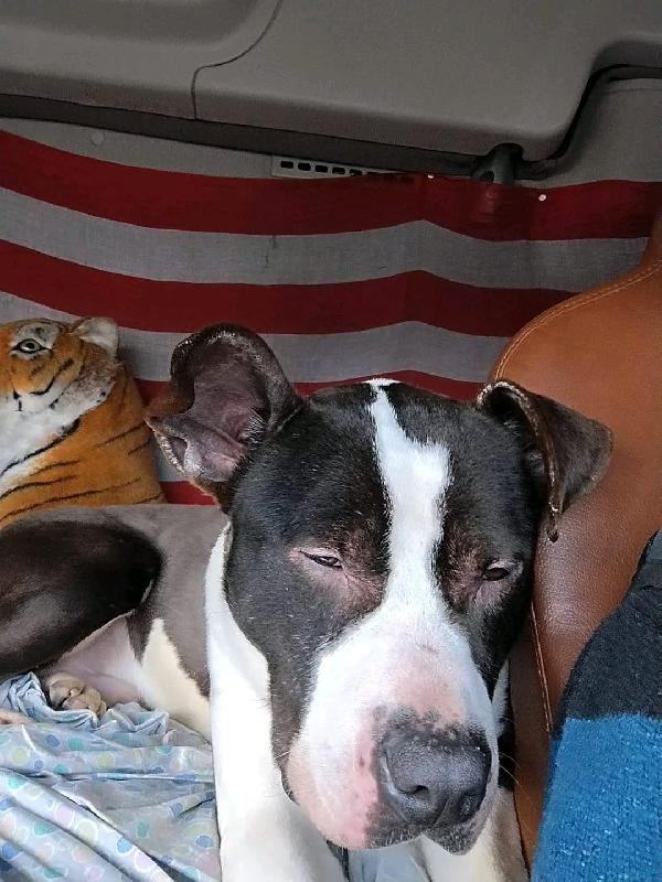 Amstaff 3Anni Ok Gatti Vive In 1 Camion! Novara