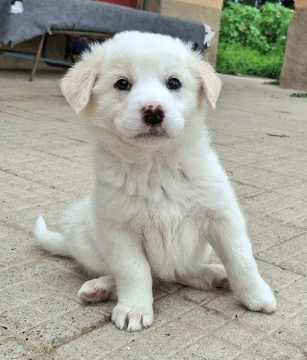 Wilma 2 Mesi Taglia Media 