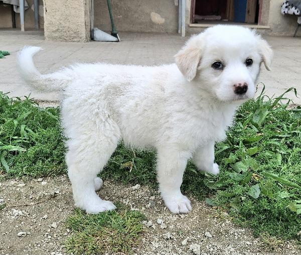 Wilma 2 mesi taglia media  Foto 2