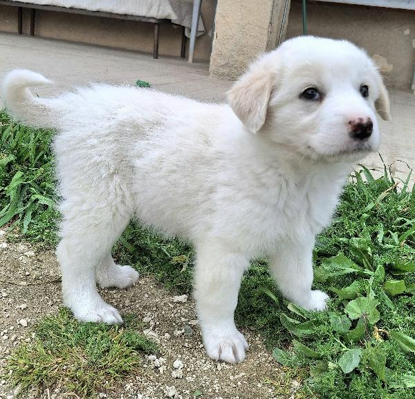 Wilma 2 mesi taglia media  Foto 4