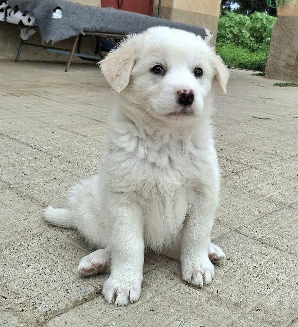 Wilma 2 mesi taglia media  Foto 5