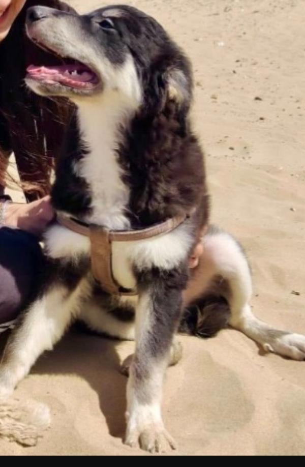 Kaos 10mesi NESSUNO LO HA SCELTO! PUGLIA Foto 3