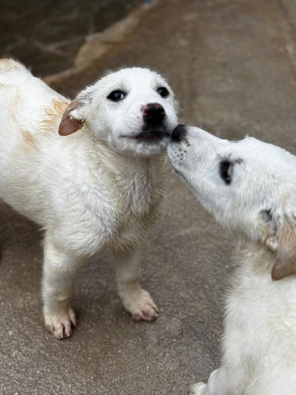 Leo Cucciolo In Canile 